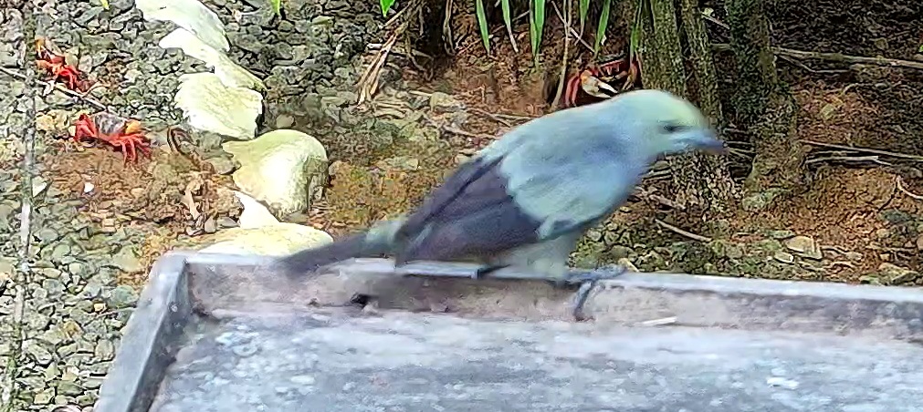 Blue-gray Tanager