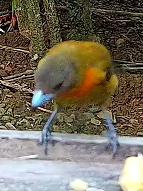 Flame-rumped Tanager
