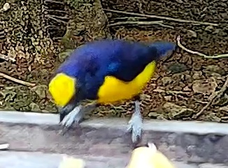 Violaceous Euphonia