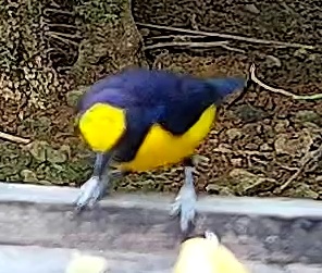 Violaceous euphonia