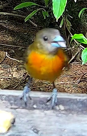 Flame-rumped Tanager
