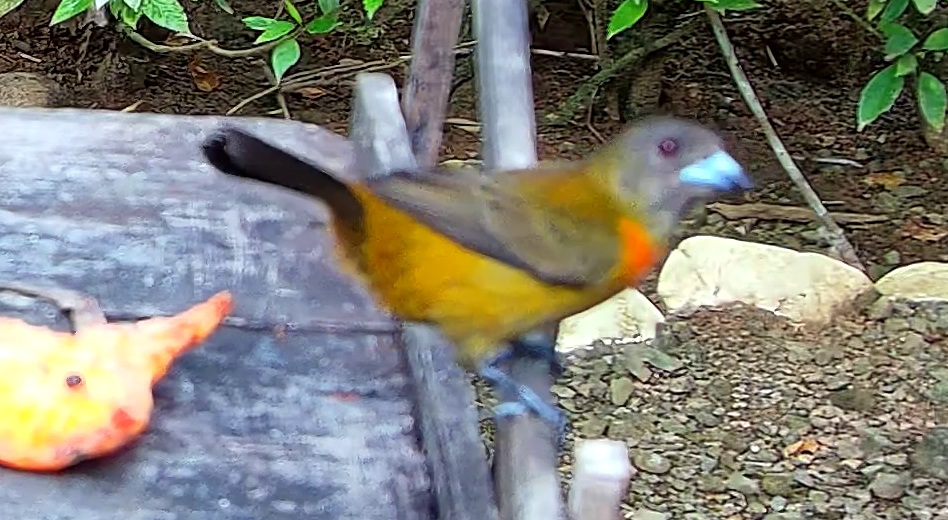 Flame-rumped Tanager