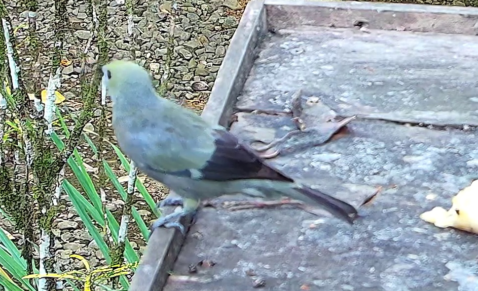 Palm Tanager