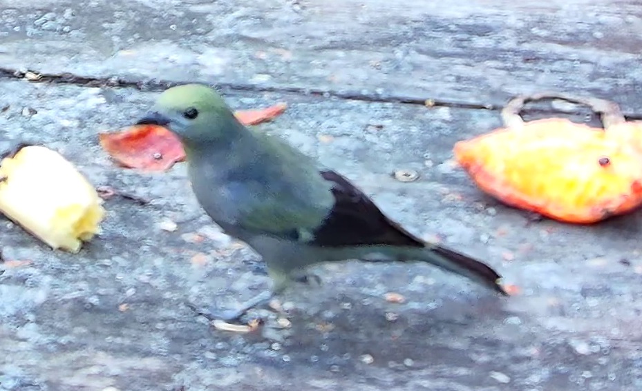 Palm tanager