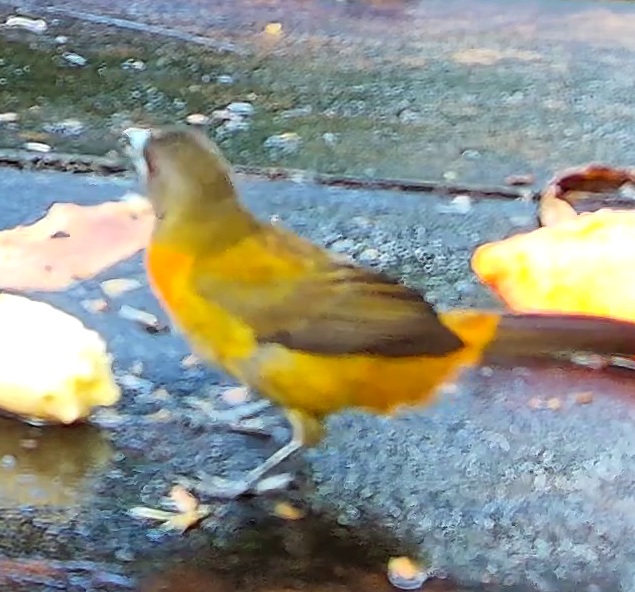 Flame-crested tanager