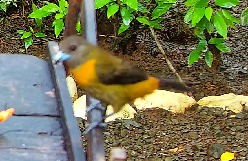 Flame-rumped Tanager