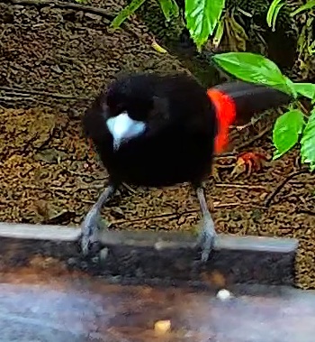 Cherrie's tanager