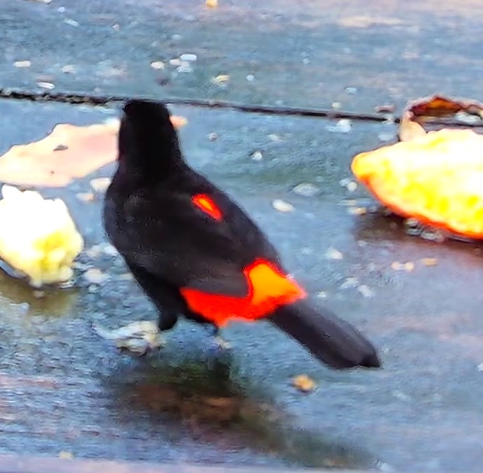 Flame-rumped Tanager