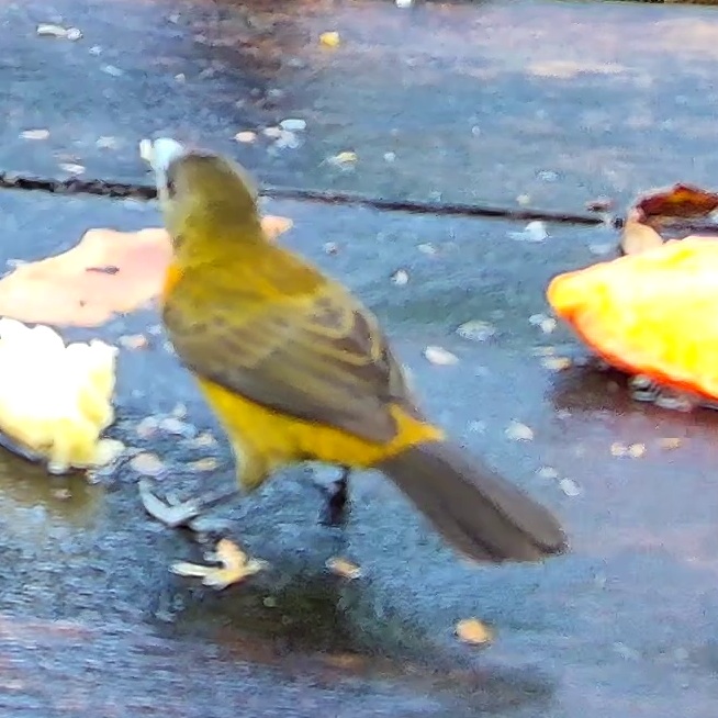 Flame-rumped Tanager