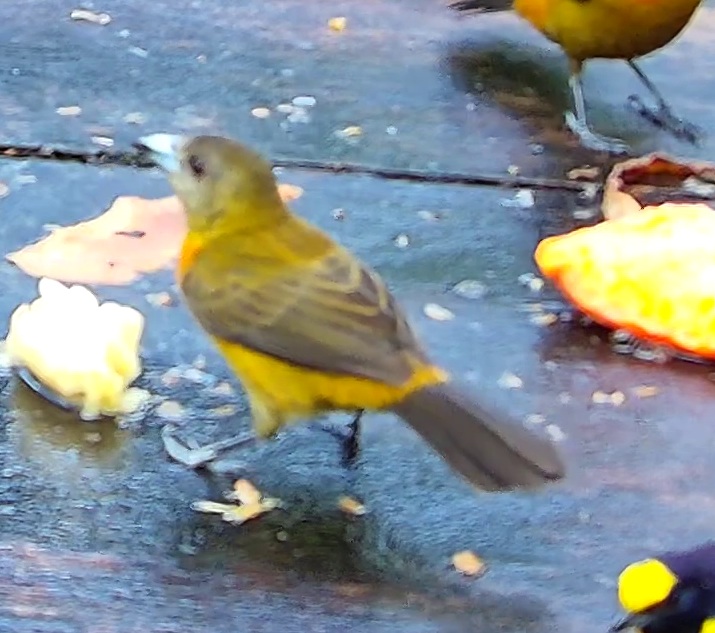Flame-rumped Tanager