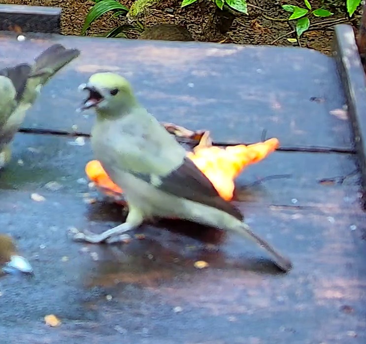 Palm tanager