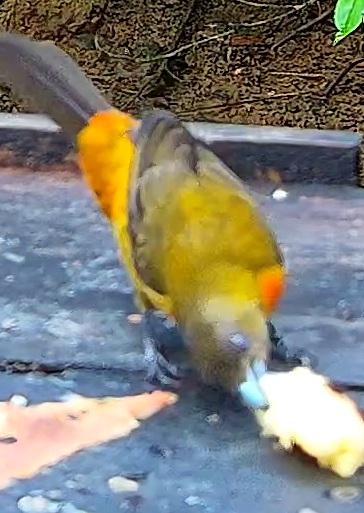 Chestnut-bellied Euphonia