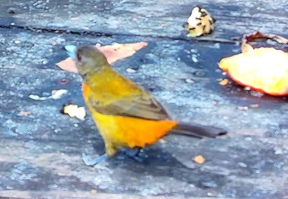 Flame-rumped Tanager