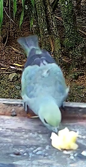 Blue-gray Tanager