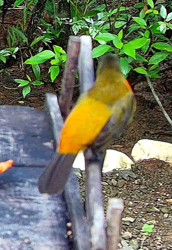 Flame-rumped Tanager