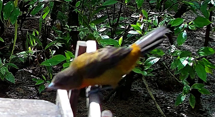 Gray-headed Tanager