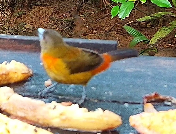 Tangara flamboyant