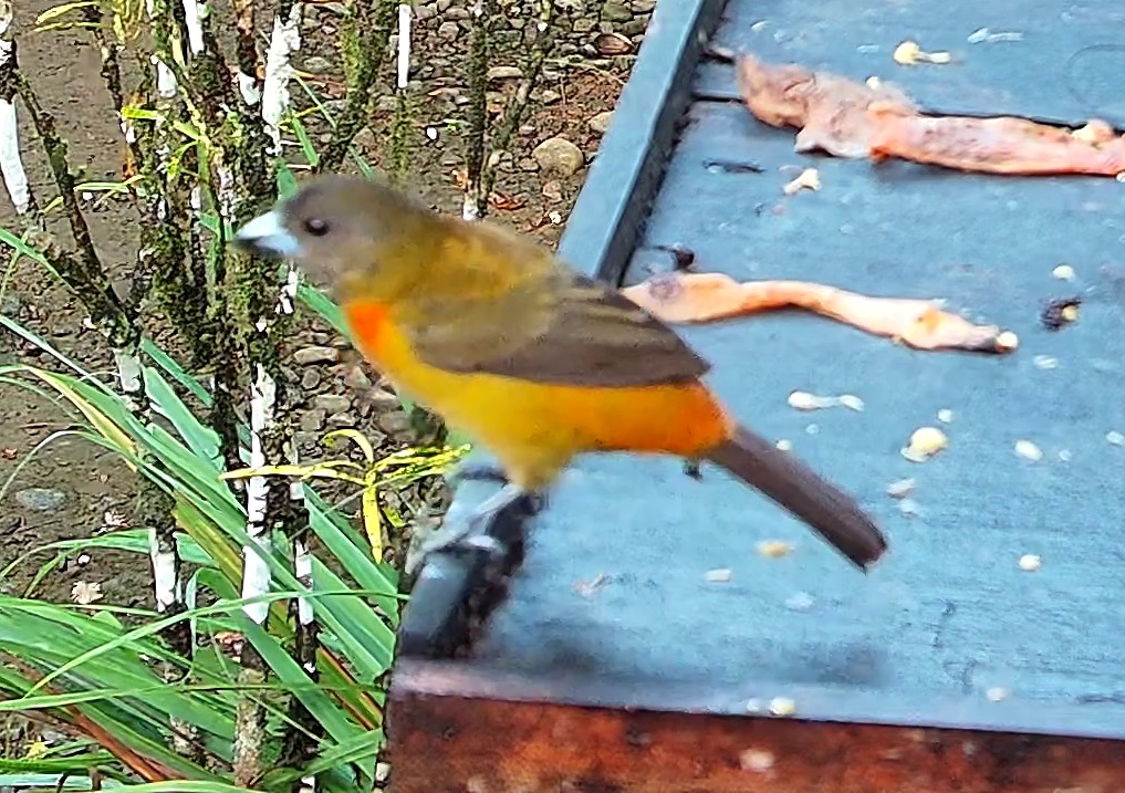Tangara flamboyant