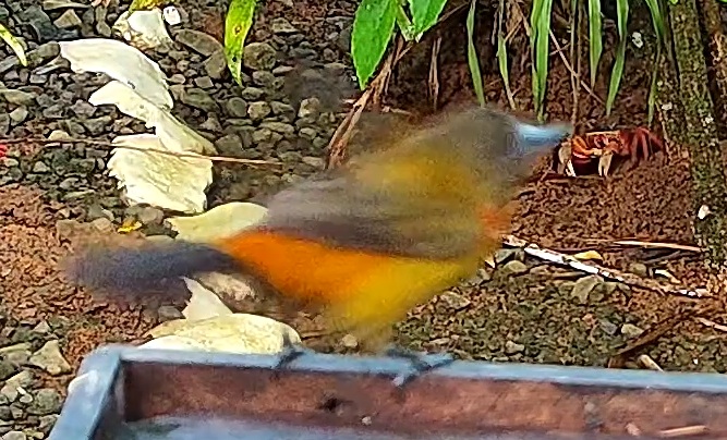 Tangara flamboyant