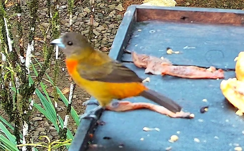 Tangara flamboyant