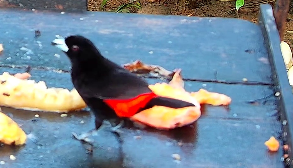 Tangara flamboyant