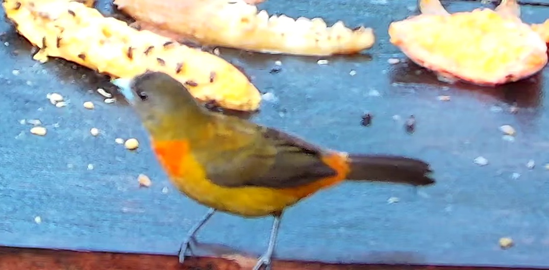 Tangara flamboyant