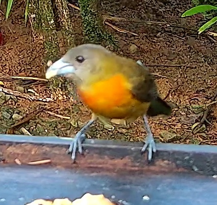 Tangara flamboyant