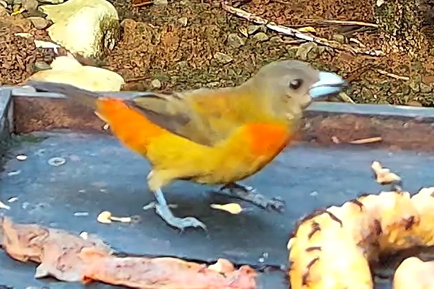 Tangara flamboyant