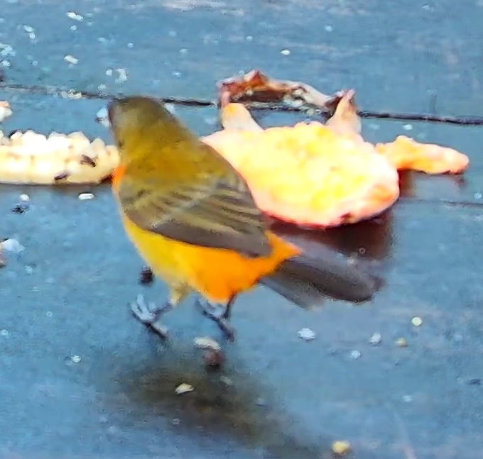 Tangara flamboyant