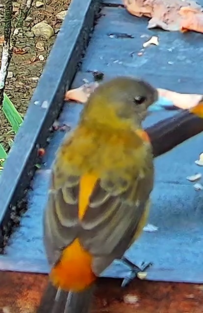 Tangara flamboyant