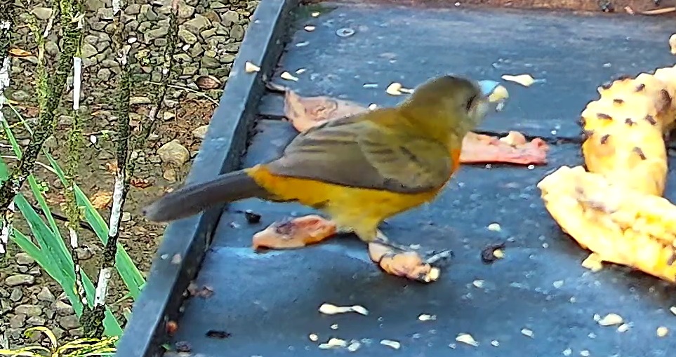 Tangara flamboyant