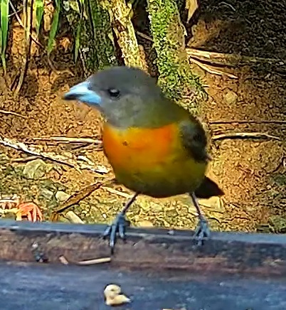 Tangara flamboyant