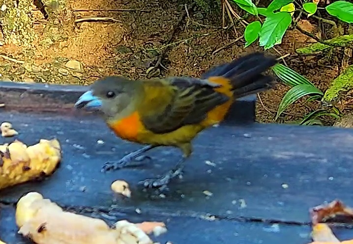 Tangara flamboyant