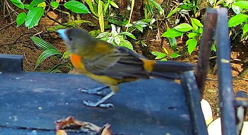 Tangara flamboyant