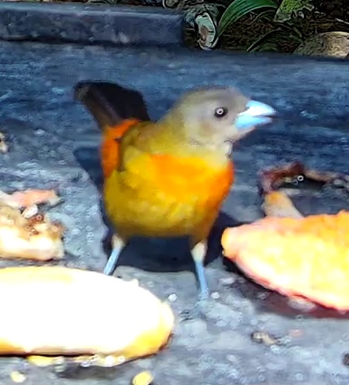 Tangara flamboyant
