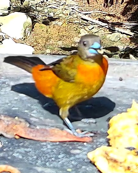 Tangara flamboyant