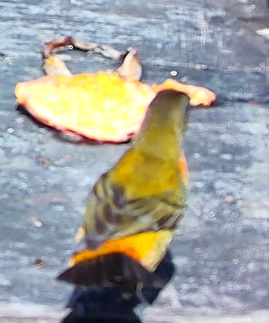 Tangara flamboyant