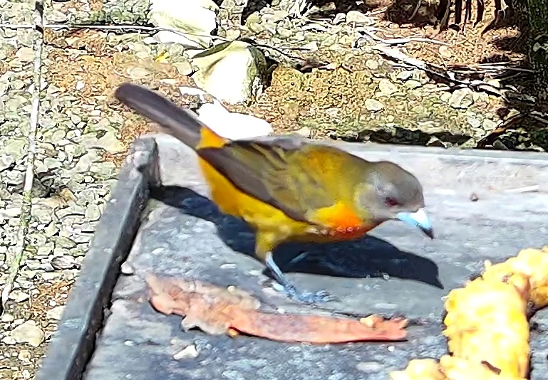 Tangara flamboyant