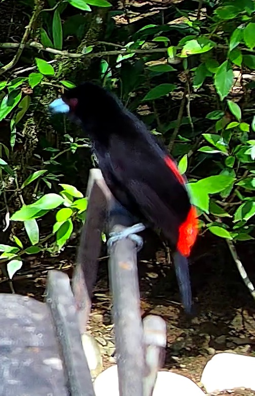 Tangara flamboyant