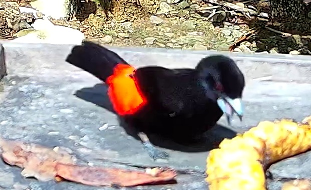 Tangara du Costa Rica