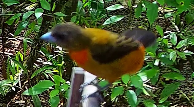 Tangara flamboyant