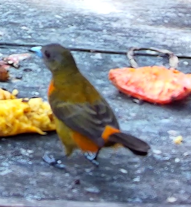 Tangara flamboyant