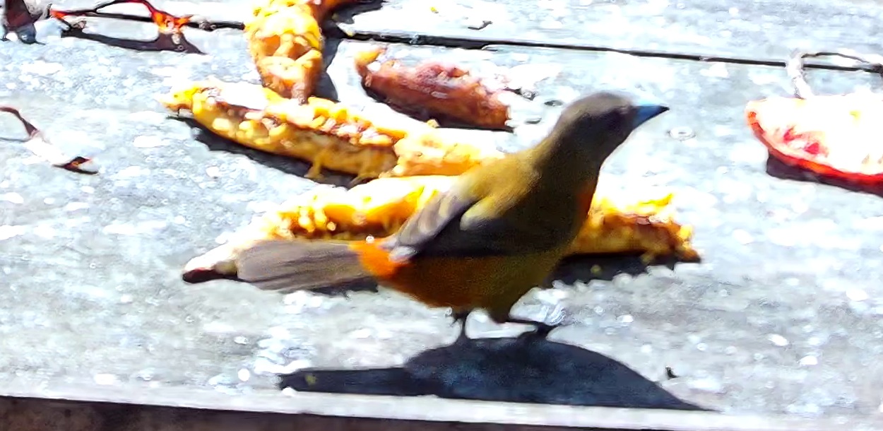 Tangara flamboyant