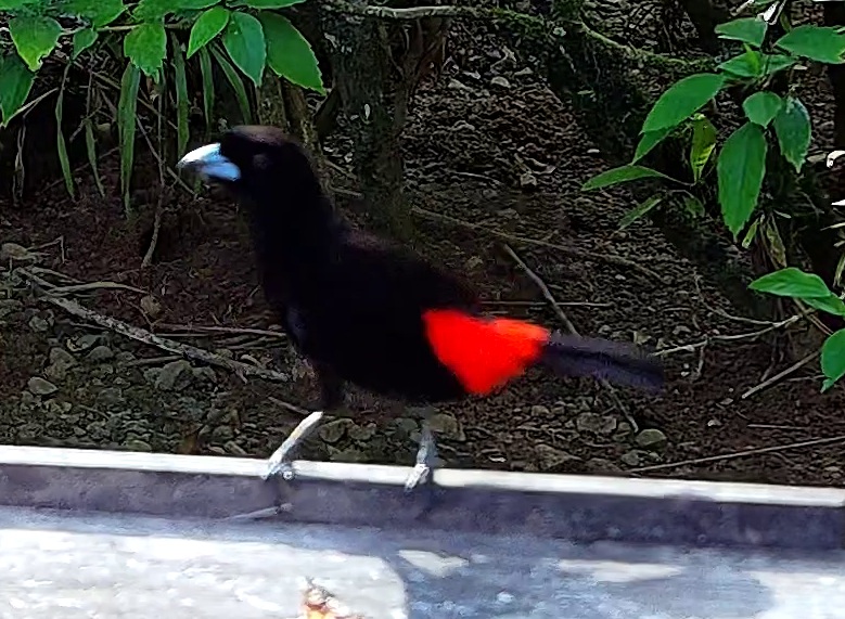 Tangara à croupion rouge