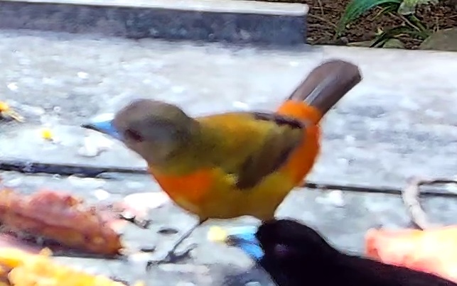Tangara à dos rouge