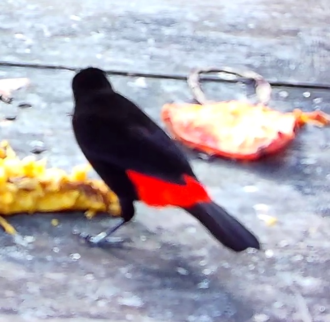 Tangara du Costa Rica