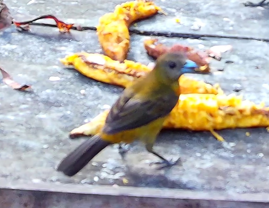 Tangara flamboyant