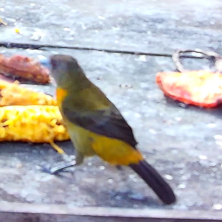 Tangara flamboyant