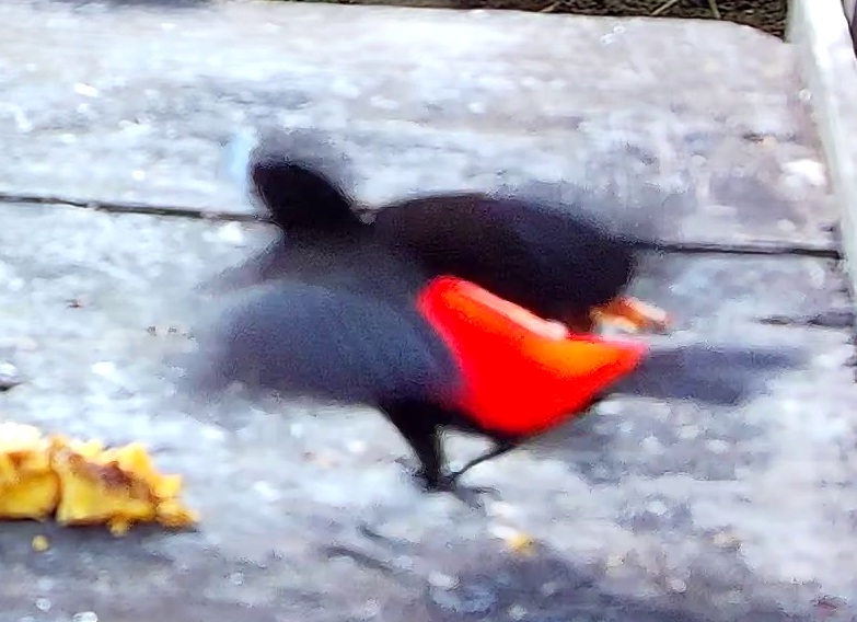 Tangara du Costa Rica