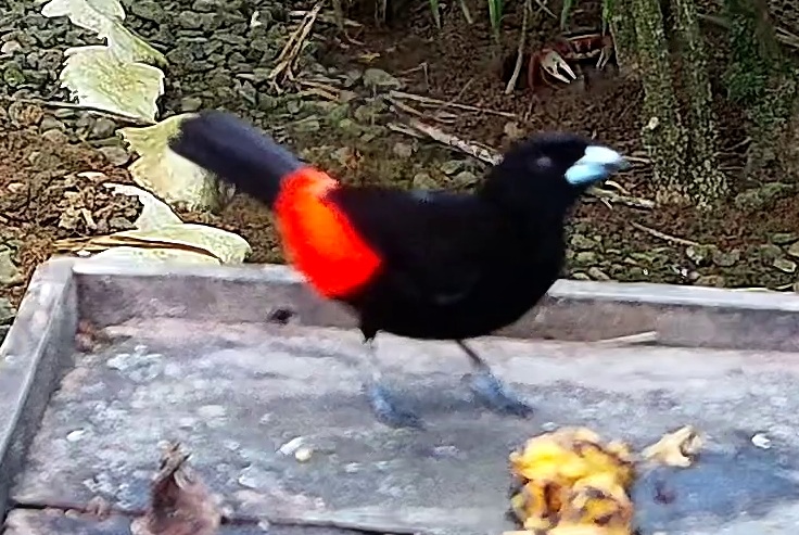 Tangara du Costa Rica